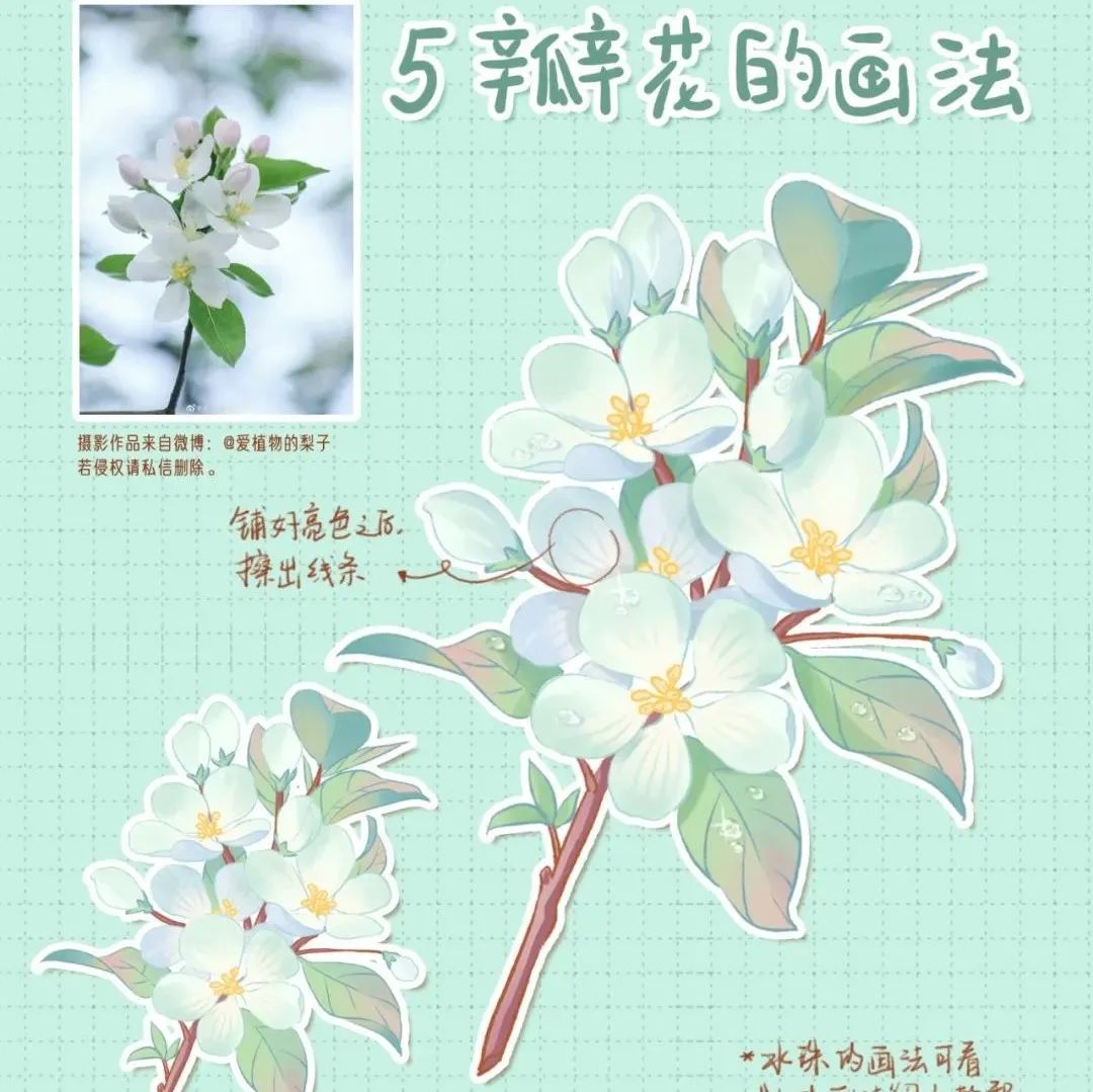 插画教程｜有手就会的花卉画法，包括洋甘菊，宫灯百合，5瓣花等绘画过程！