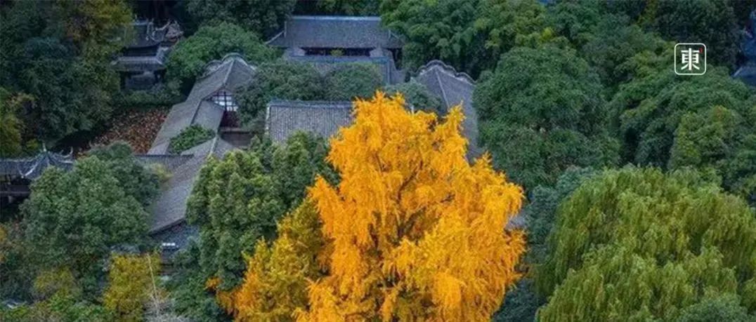 司马光砸了缸，王安石变了法，夜猫子苏轼干了啥