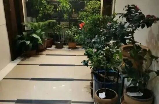 发现江苏一住户，在楼道养了一堆绿植，真有“创意”，拍给大家看