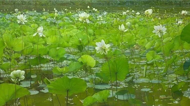 100位画家的143幅风景，2022年国际ARC沙龙，风景类别获奖和入围作品！