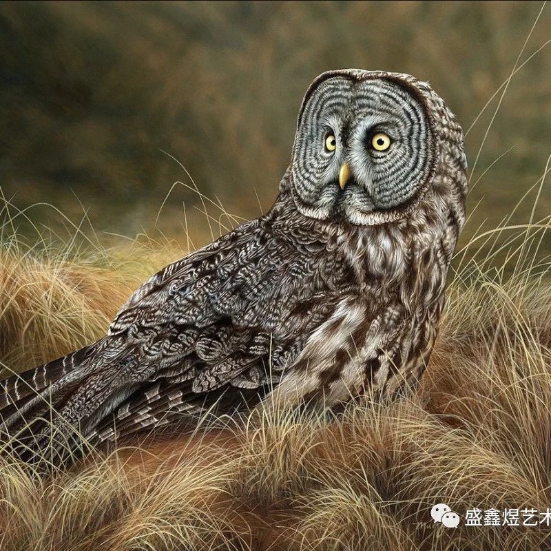 第十二届动物年度在线大赛