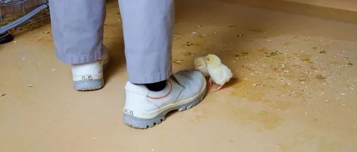 Henk Wildschut：食物