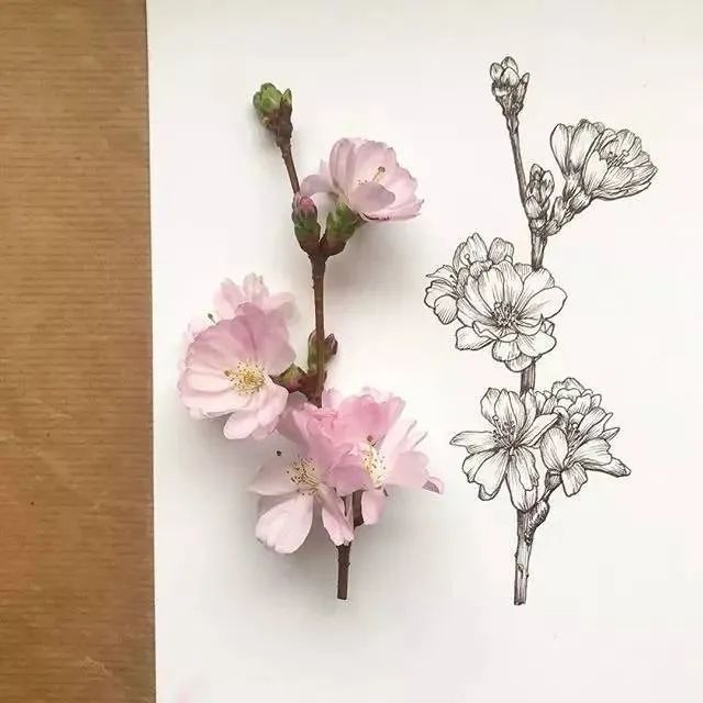 插画师    Courtney Roth 绘画作品欣赏