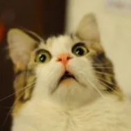 昨天，“一只猫”登顶了Steam全球热销榜