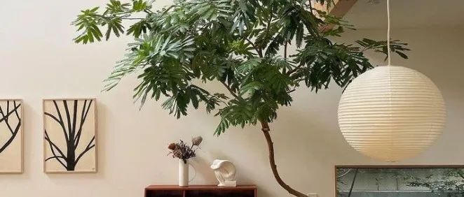 不顾全家反对在家种了棵树，入住一年后，真香了~