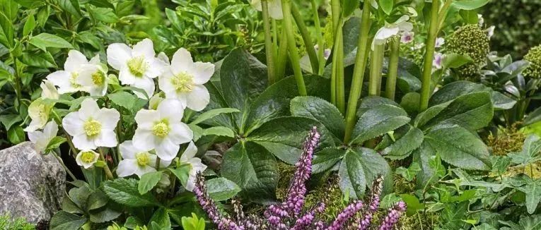 遮阴花园，如何用植物装点花园的 “背阴面” ？