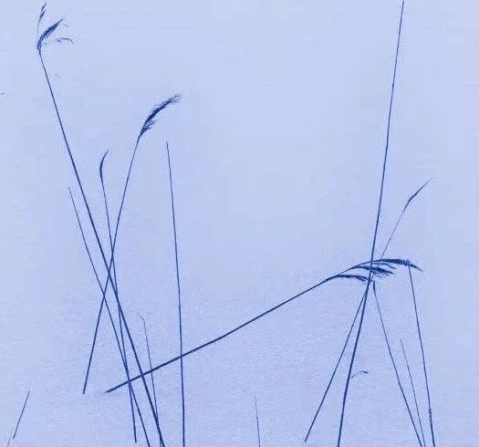 罗兰·巴特：绘画是一种言语活动吗？