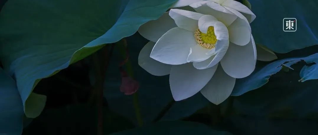 我在苏州最美的园林里，摸了一辈子的鱼。