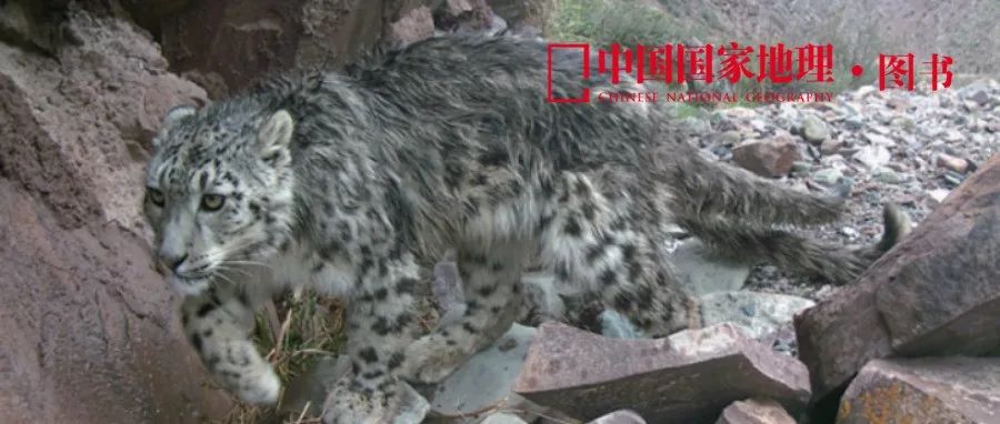 中国的13种野生猫猫，不许再说不认识！