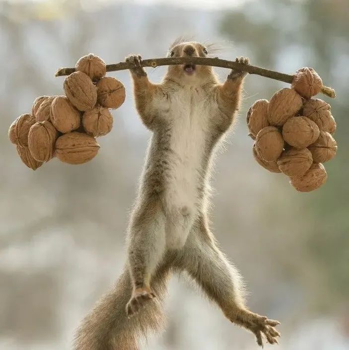 他抓拍的小松鼠,太精彩了!