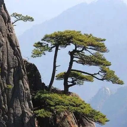 松，文人抒发志向的代言人。