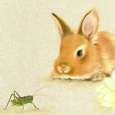 一组赏心悦目的吉祥兔！