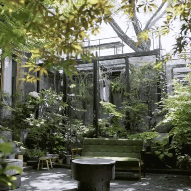 200㎡四合院，改造为600多种植物的家｜市中心的“山野生活”