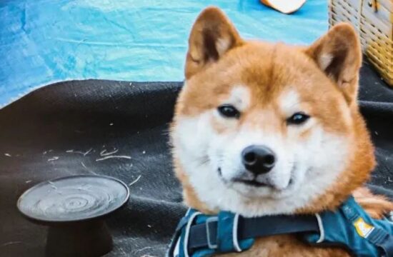 上头计划 | 上头三天大回顾，明年春天见！