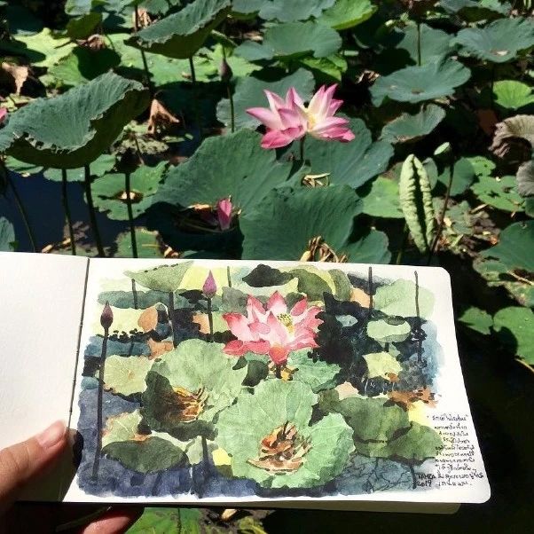 泰国水彩画家Tamra Chatikanon 水彩花卉绘画作品欣赏