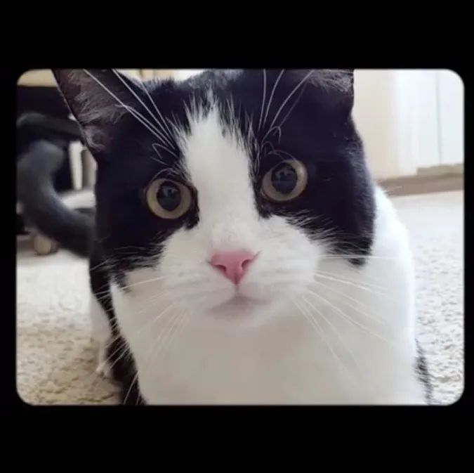 凯迪拉克“猫片”来袭，萌趣营销征服Z世代