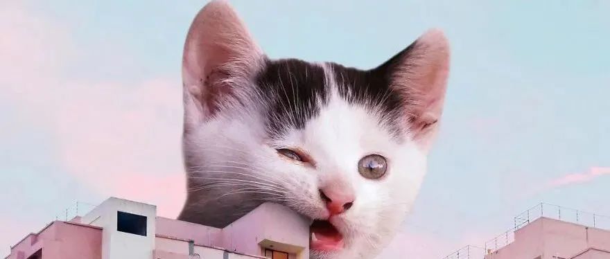 洗眼 | 吃瓜群众有福啦！奥特曼大战巨型懒猫，你赌谁赢？
