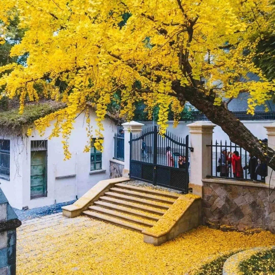 烟台山城市微更新：低干预手法恢复大尺度历史城区｜Lab D+H SH