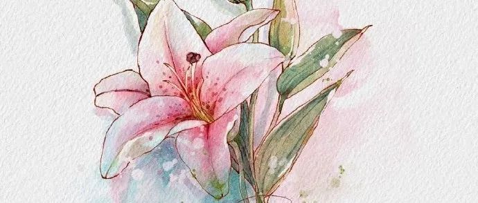 Pad水彩花卉集~  诗乔水彩绘画作品