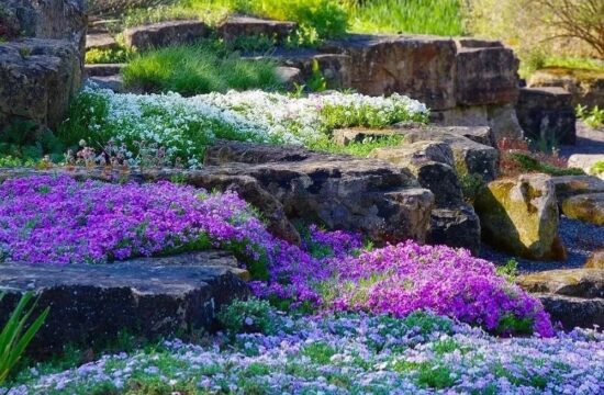 看了这个花园才知道：岩石花园居然这么美！