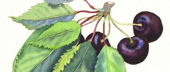 Mary Woodin水彩绘画作品欣赏