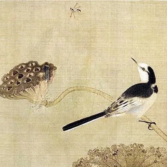 这30只小鸟，美了一千年！