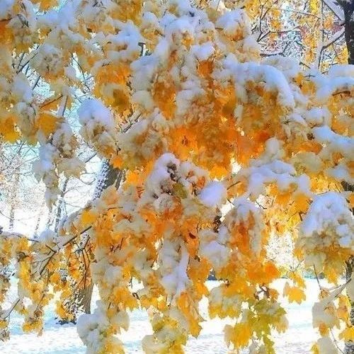 梁实秋：雪