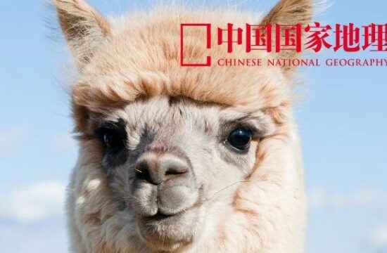 烤羊驼，到底好不好吃？