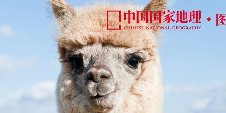 烤羊驼，到底好不好吃？