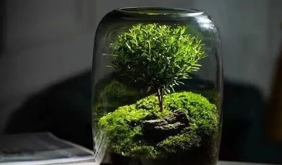“生命之树”苔藓微景观生态瓶～高颜值有意境好打理的桌面盆栽！