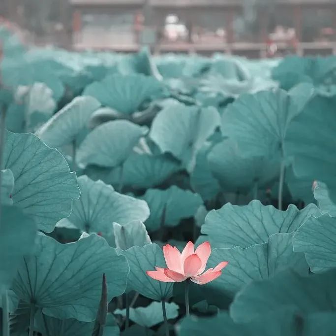 禅悟，悟什么？