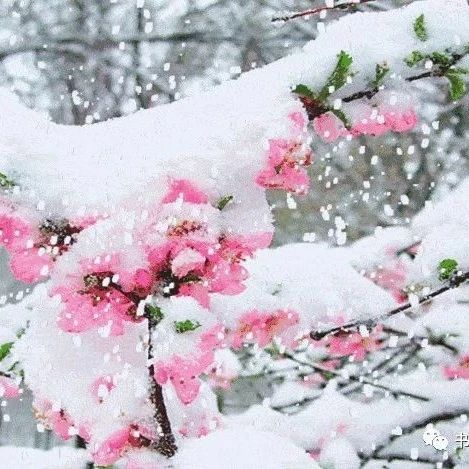 艾青：下雪的早晨