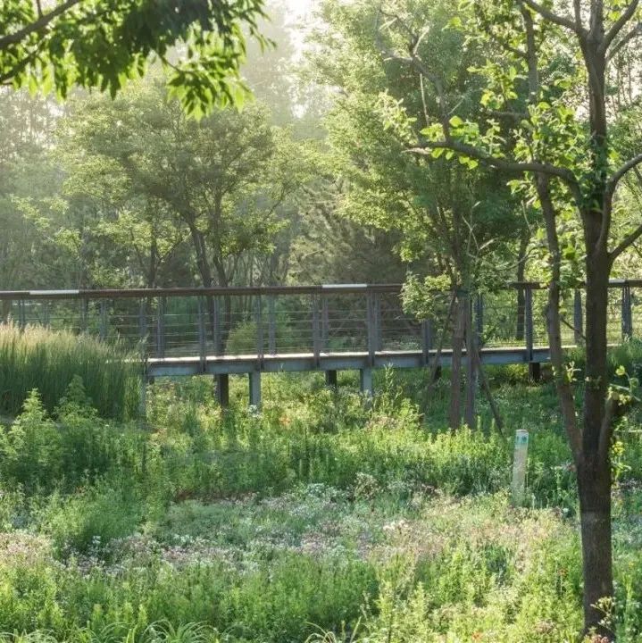 Another major win for our Central Green Forest Park in Beijing