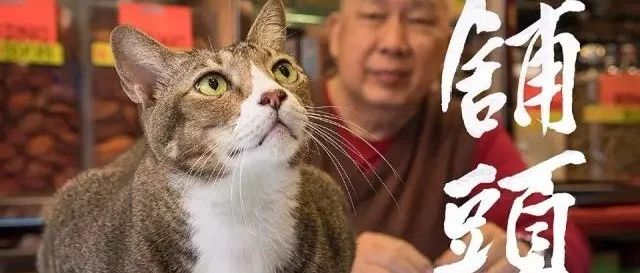 荷兰摄影师潜入香港，5年拍20000张猫片：不要因为走的太远，而忘了来时的路
