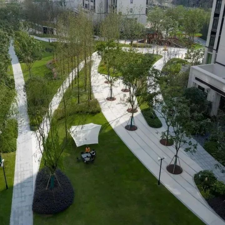 干货丨种植池里的那些树