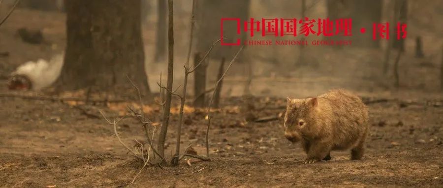 这个蠢萌的圆滚滚，是山火灾难中的超级英雄？