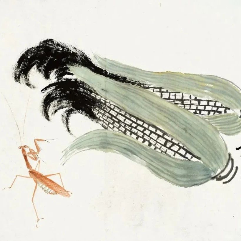 品画｜齐白石画个玉米棒子，也这么入味！