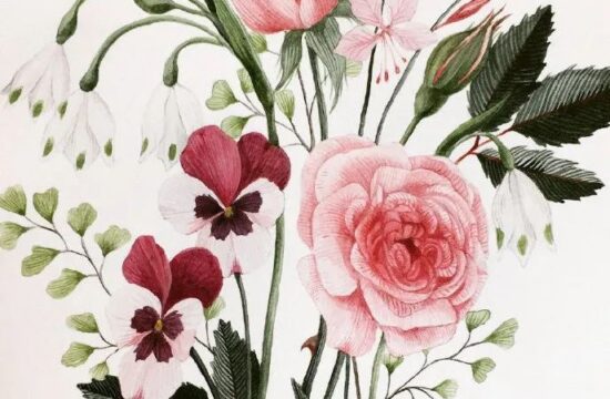 一组植物插画作者：Georgina Taylor绘画作品欣赏