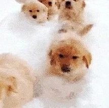 小动物们遇见大雪...，笑翻了！