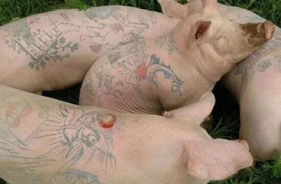一张猪皮价值上百万，只因艺术家做了个动作！
