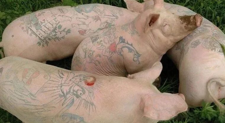 一张猪皮价值上百万，只因艺术家做了个动作！