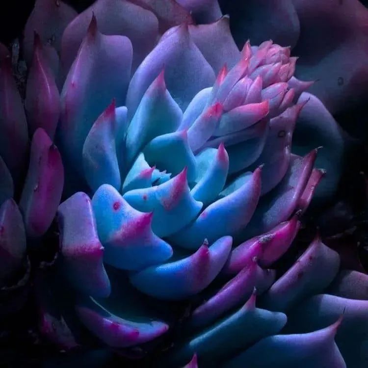 夜拍摄影师揭秘奇异景象，晚上的植物，浪漫极了