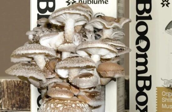 包装设计与美学 | 你家里长蘑菇了吗？这款蘑菇生长工具包可以在家实现蘑菇自由。