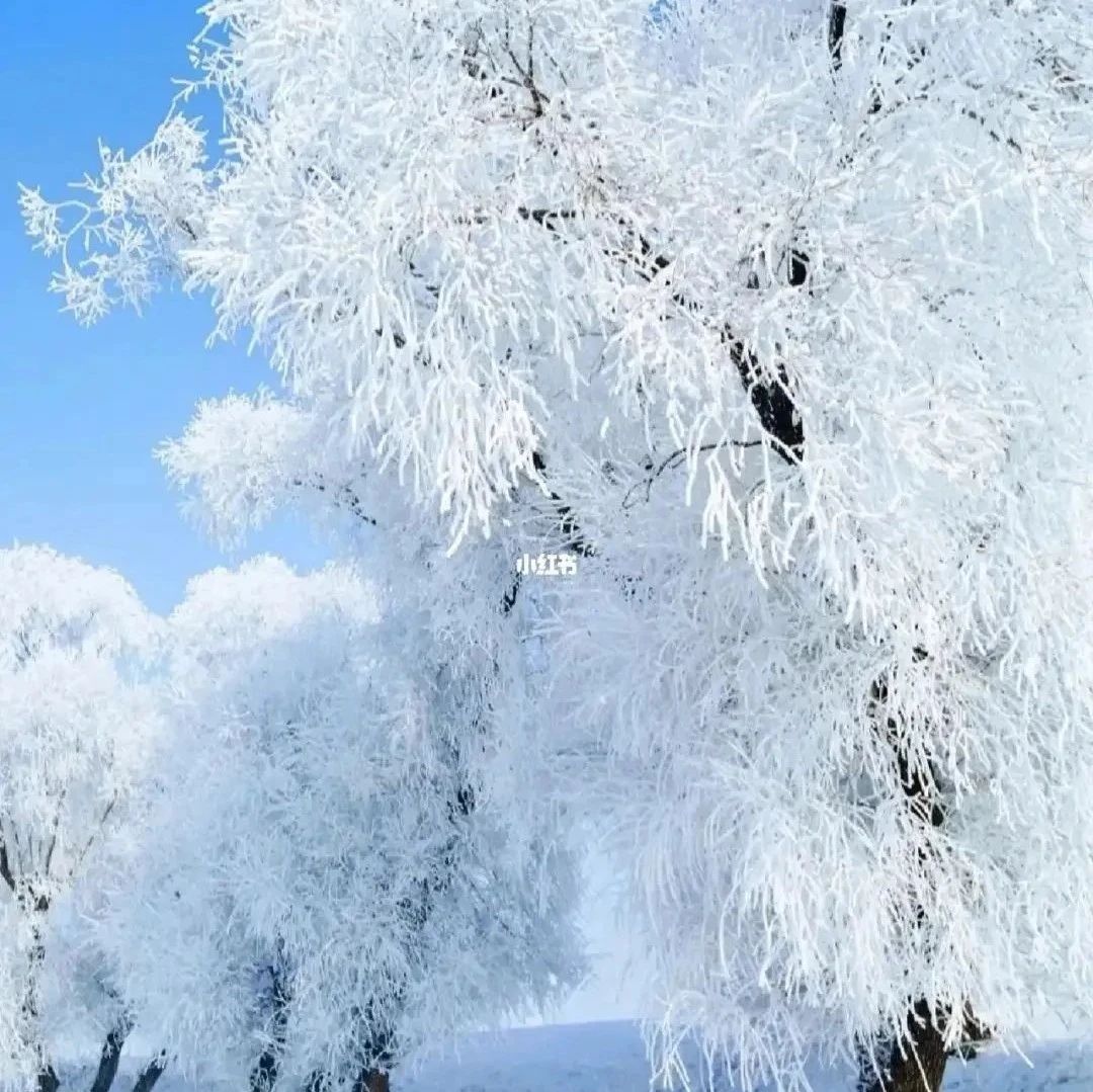徐志摩：雪花的快乐