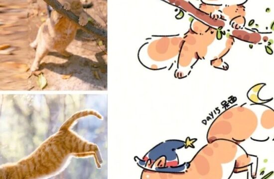 插画教程｜各种不同姿势形态的猫咪，这也太可爱了吧，萌化了！