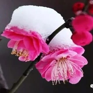 心若相知，无言也幸福