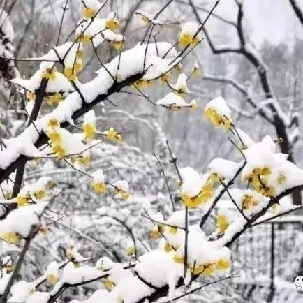冬天，庭院开花植物，你需要哪些？