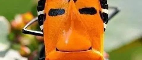 摄影延长了我们的视线