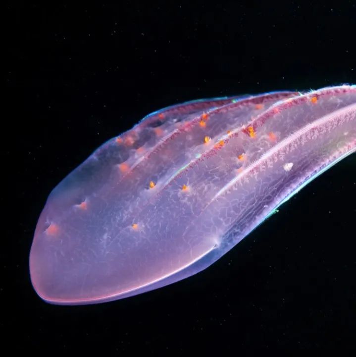 深海中的“滑板”，跟随这位海洋生物学家，走近神奇的海底生物