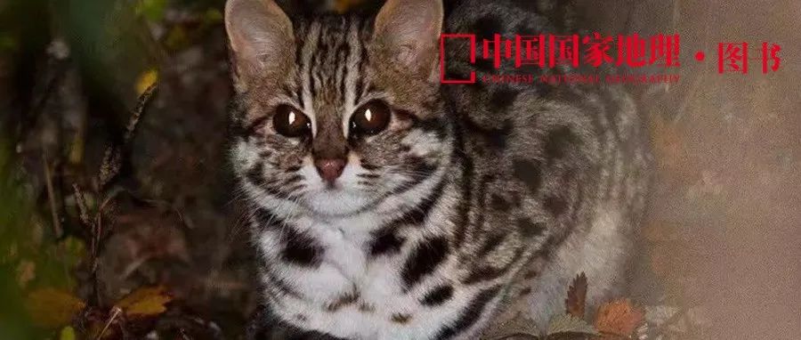 终于被我找到了！中国最可爱的猫猫！